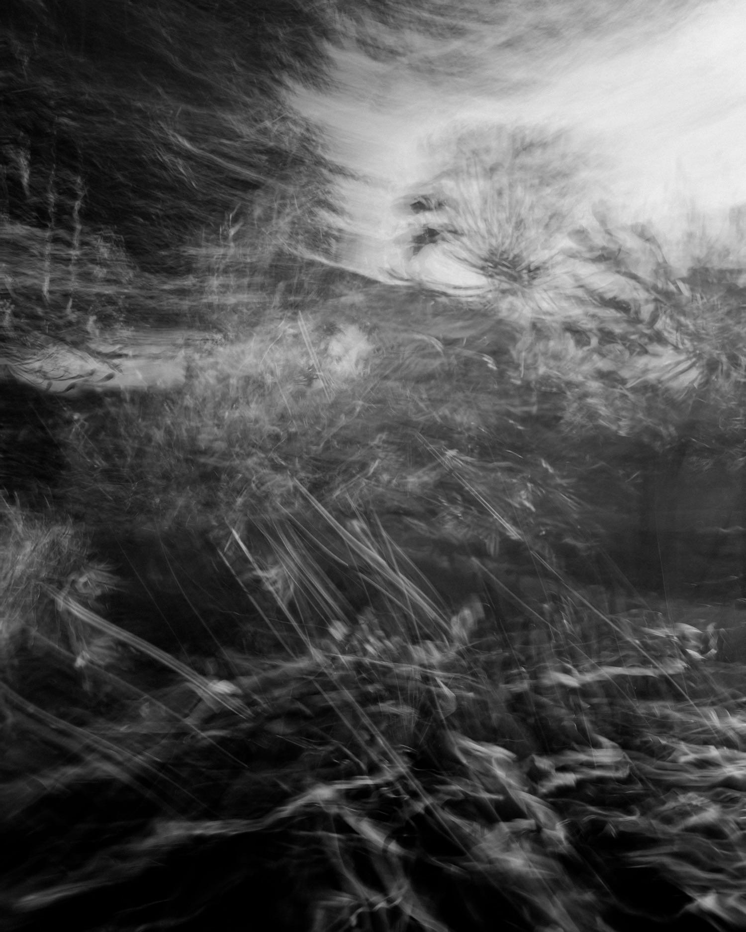 Wild Landscape